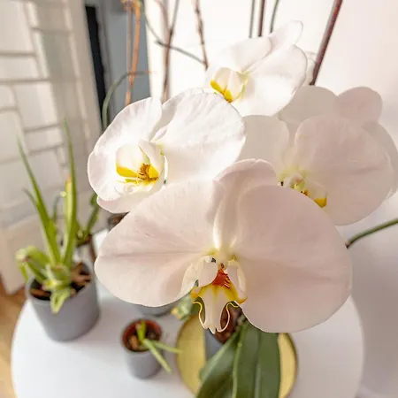 First بوخارست