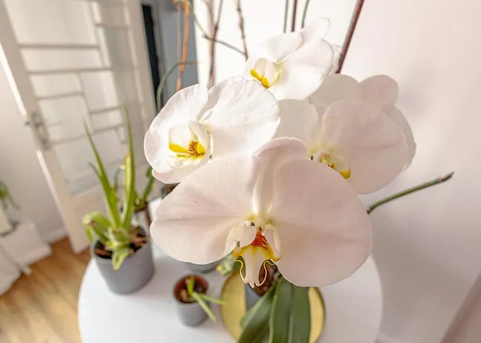 First ブカレスト